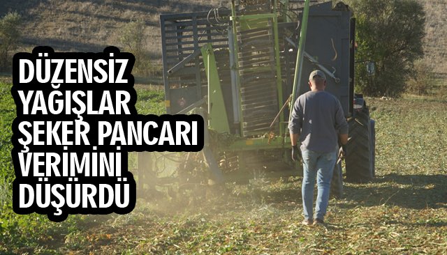 DÜZENSİZ YAĞIŞLAR, ŞEKER PANCARI VERİMİNİ DÜŞÜRDÜ