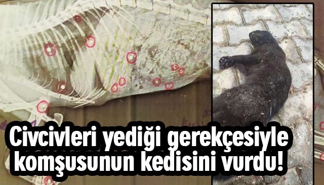 KOMŞUSUNUN KEDİSİNİ VURDU; MAHKEMEDE ´PİŞMANIM´ DEDİ!