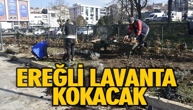 EREĞLİ LAVANTA KOKACAK