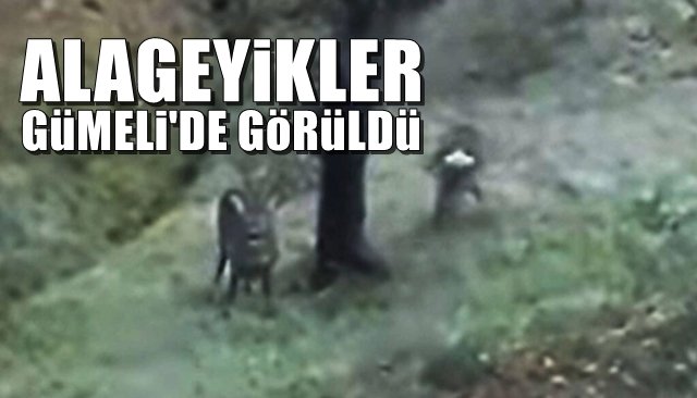 Alageyikler Gümeli ormanlarında görüldü