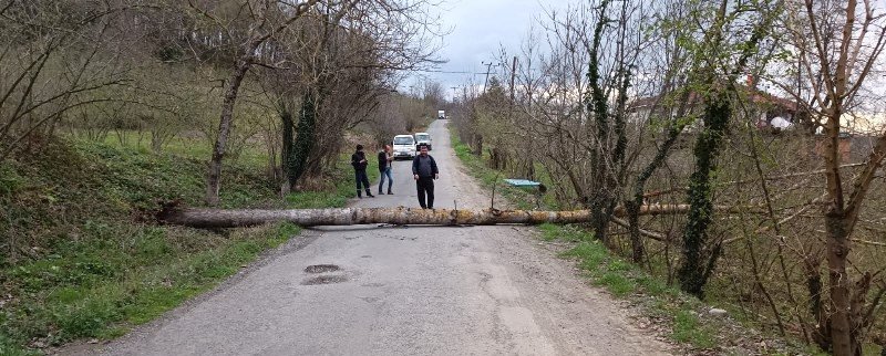 AĞAÇ DEVRİLDİ, ELEKTRİK TELLERİ KOPTU! - 2