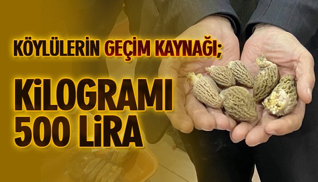 KÖYLÜLERİN GEÇİM KAYNAĞI; KİLOGRAMI 500 LİRA