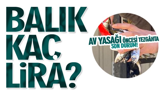 AV YASAĞI ÖNCESİ TEZGÂHTA SON DURUM!