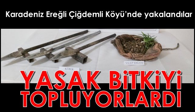   Karadeniz Ereğli Çiğdemli Köyü’nde yakalandılar... YASAK BİTKİYİ TOPLUYORLARDI