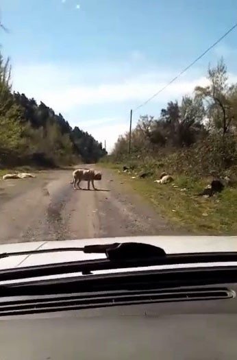 ONLARCASI BOŞ ARAZİDE ÖLÜME TERK EDİLDİ - 2