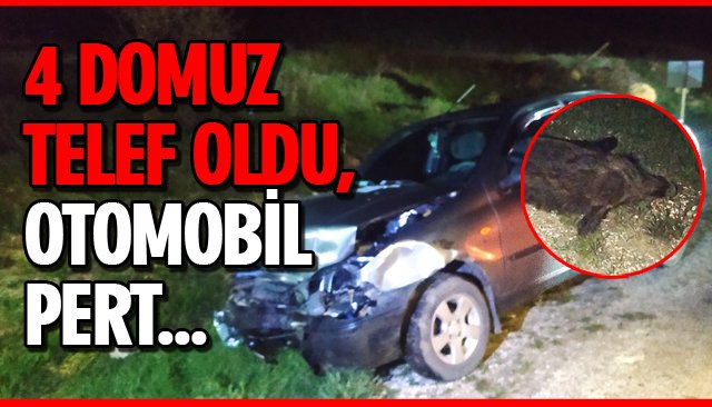 OTOMOBİL DOMUZ SÜRÜSÜNE DALDI!