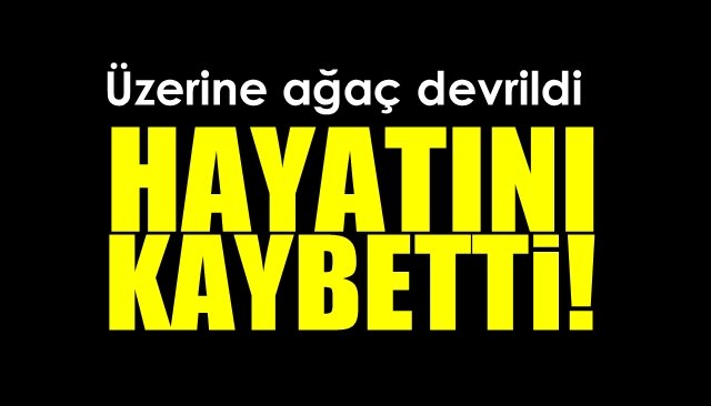 Üzerine ağaç devrilen kadın hayatını kaybetti 