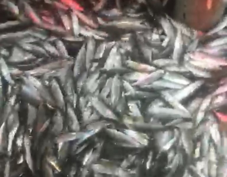 AMATÖR BALIKÇILAR 1,5 TON YAKALADI - 1