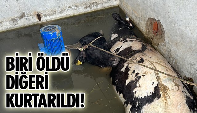 BİR İNEK KAYIP SANILIYORDU AMA...