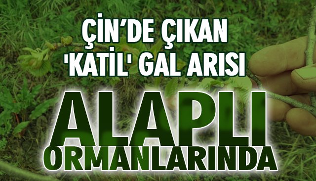 ÇİN’DE ÇIKAN ´KATİL´ GAL ARISI ALAPLI ORMANLARINDA GÖRÜLDÜ