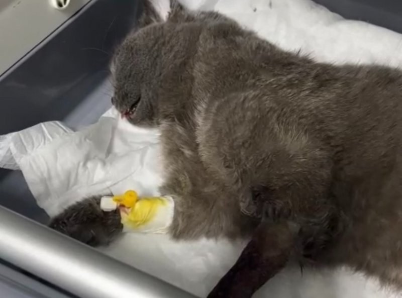 Kuşu yakalayamadığı gibi beşinci kattan düştü! - 2