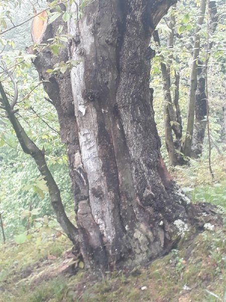 YAŞLI PORSUK AĞAÇLARI TEHLİKE ALTINDA - 1