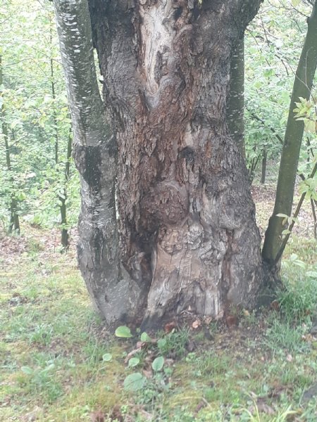 YAŞLI PORSUK AĞAÇLARI TEHLİKE ALTINDA - 4