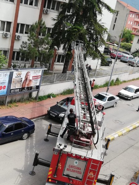 Yavru kedi kargadan kaçarken tırmanmıştı... AĞAÇTA MAHSUR KALDI - 1