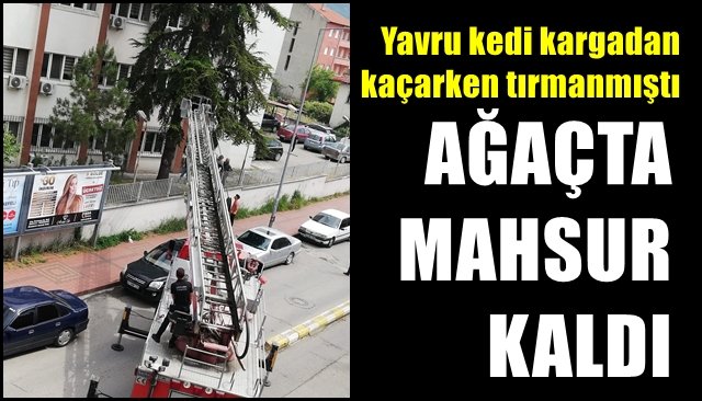 Yavru kedi kargadan kaçarken tırmanmıştı... AĞAÇTA MAHSUR KALDI