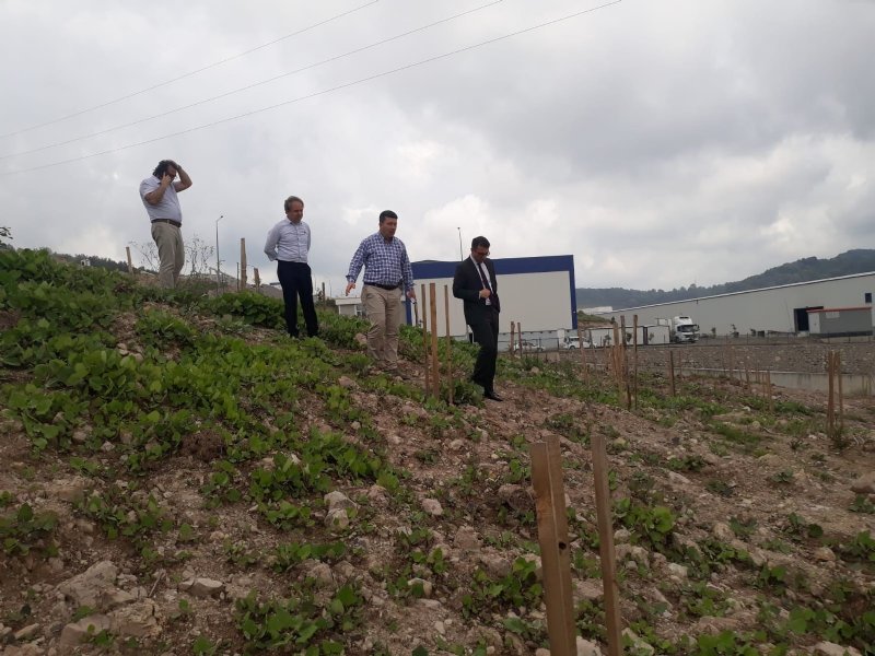 ALAPLI’DA KARMA MEYVE BAHÇESİ PROJESİ - 3