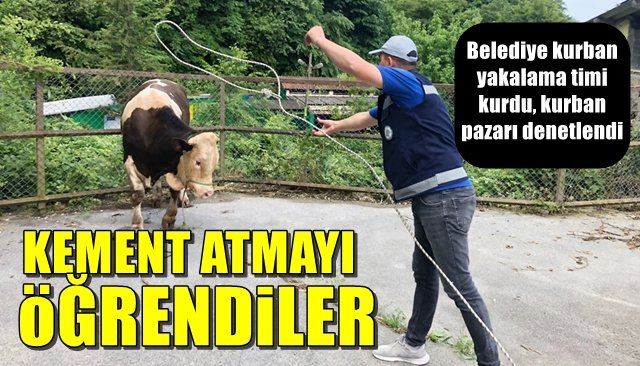 Belediye kurban yakalama timi kurdu, kurban pazarı denetlendi… KEMENT ATMAYI ÖĞRENDİLER