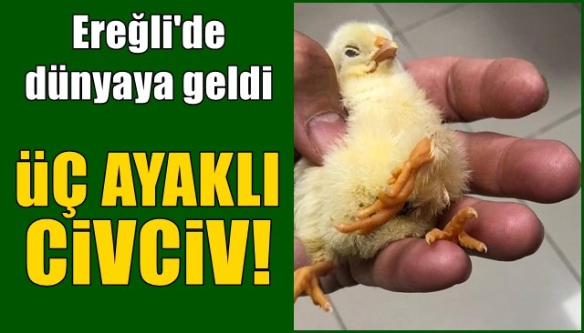 Ereğli’de dünyaya geldi... ÜÇ AYAKLI CİVCİV 