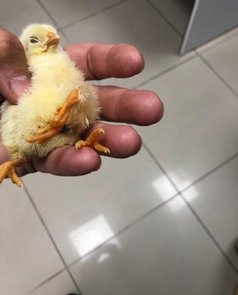 Ereğli’de dünyaya geldi... ÜÇ AYAKLI CİVCİV - 1