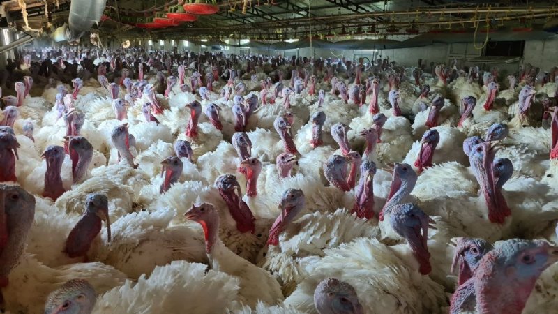 Hindi üretimine hobi olarak başladı… ŞİMDİ TALEPLERE YETİŞEMİYOR - 5