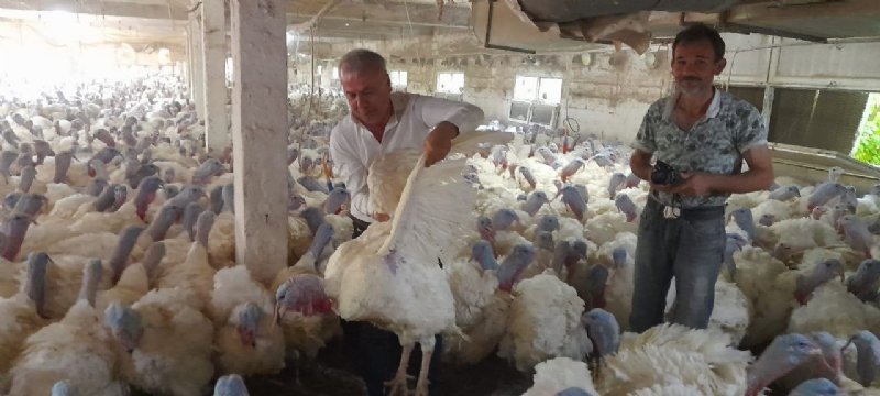 Hindi üretimine hobi olarak başladı… ŞİMDİ TALEPLERE YETİŞEMİYOR - 6