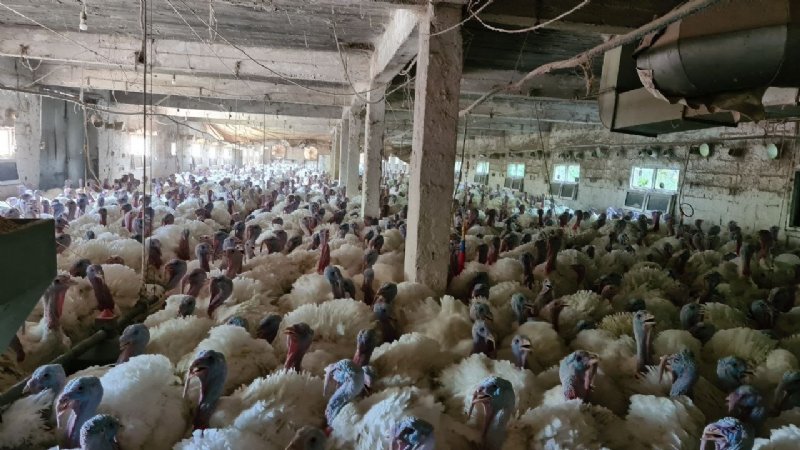 Hindi üretimine hobi olarak başladı… ŞİMDİ TALEPLERE YETİŞEMİYOR - 1