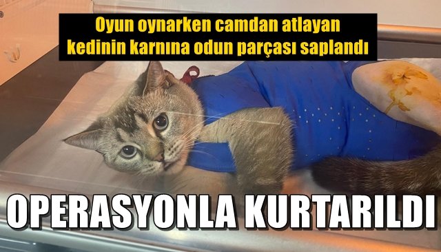 Oyun oynarken camdan atlayan kedinin karnına odun parçası saplandı... Ameliyatla kurtarıldı