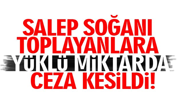 SALEP SOĞANI TOPLAYANLARA YÜKLÜ MİKTARDA CEZA KESİLDİ!