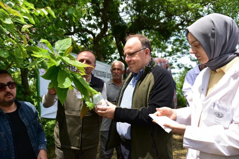 VALİ, DOĞAYA TORYMUS SİNENSİS SALDI - 3