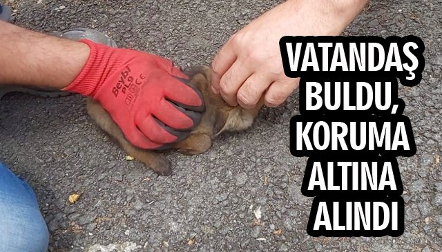 VATANDAŞ BULDU, KORUMA ALTINA ALINDI