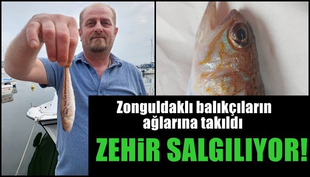 Zonguldaklı balıkçıların ağına takıldı... ZEHİR SALGILIYOR