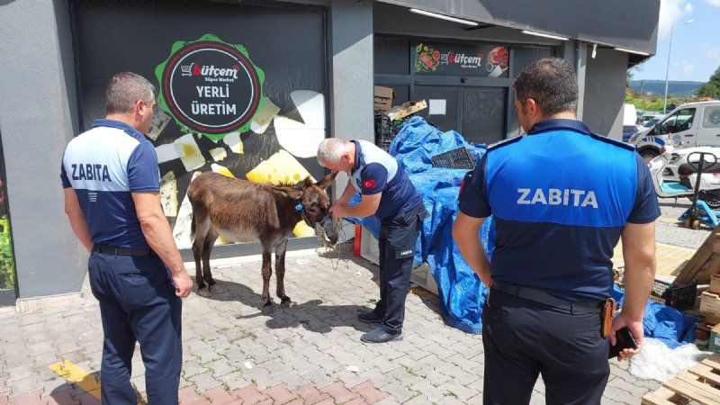 EŞEK TRAFİĞİ BİRBİRİNE KATTI - 3