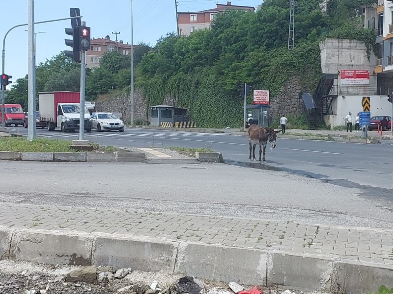 EŞEK TRAFİĞİ BİRBİRİNE KATTI - 4