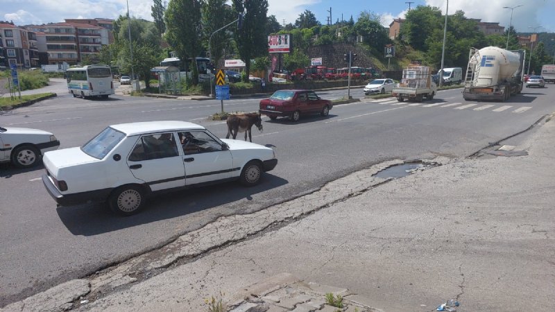 EŞEK TRAFİĞİ BİRBİRİNE KATTI - 1