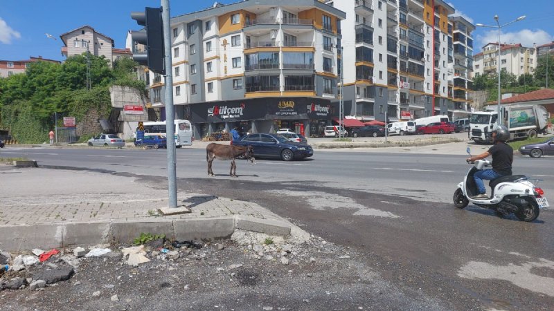 EŞEK TRAFİĞİ BİRBİRİNE KATTI - 2
