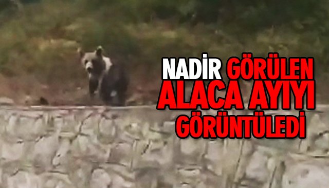 NADİR GÖRÜLEN ALACA AYIYI GÖRÜNTÜLEDİ