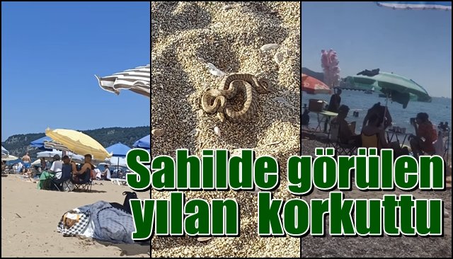 Sahilde görünen yılan  korkuttu 