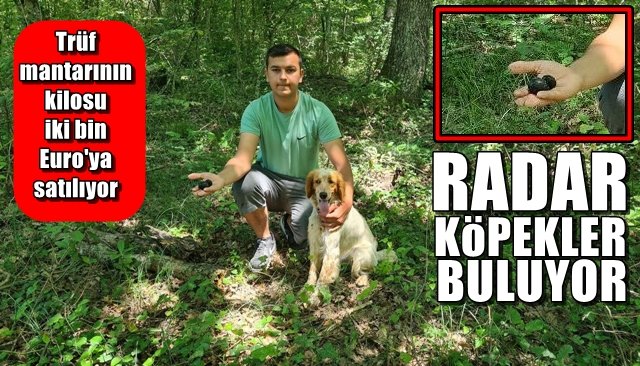 Trüf mantarının kilosu iki bin Euro´ya satılıyor... RADAR KÖPEKLER BULUYOR