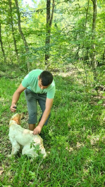 Trüf mantarının kilosu iki bin Euro´ya satılıyor... RADAR KÖPEKLER BULUYOR - 5