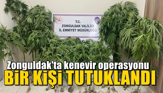 Zonguldak’ta kenevir operasyonu... BİR KİŞİ TUTUKLANDI