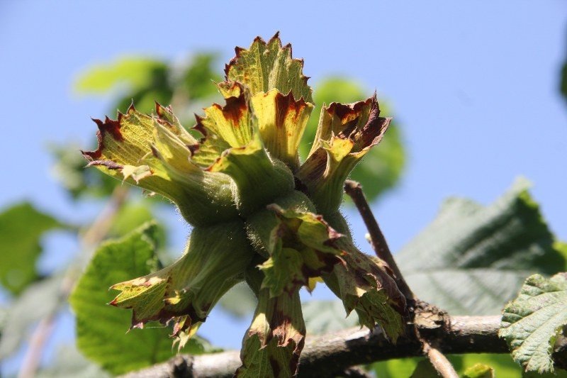 ZONGULDAK, TRABZON’DAN DAHA İYİ DURUMDA! - 1
