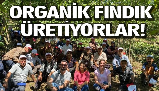 1150 DEKAR ALANDA ORGANİK FINDIK ÜRETİLİYOR