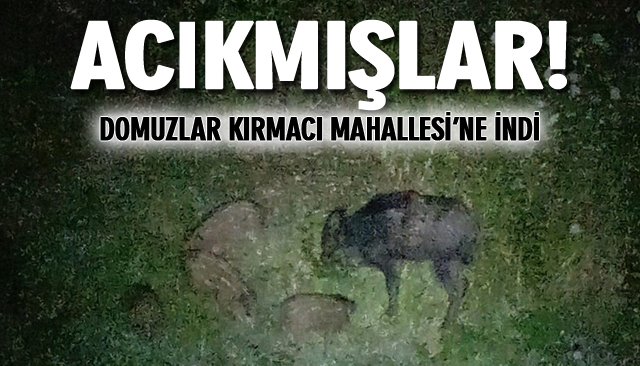 DOMUZLAR KIRMACI MAHALLESİ’NE İNDİ