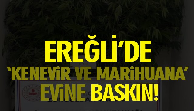 EREĞLİ’DE ‘KENEVİR VE MARİHUANA’ EVİNE BASKIN!