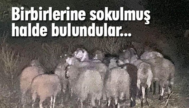 KAYIP HAYVANLARI ASKER BULDU 