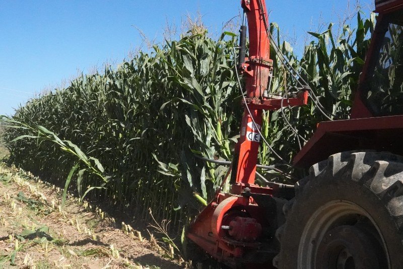 13 DÖNÜMDEN 70 TON MISIR ELDE EDİLDİ - 2