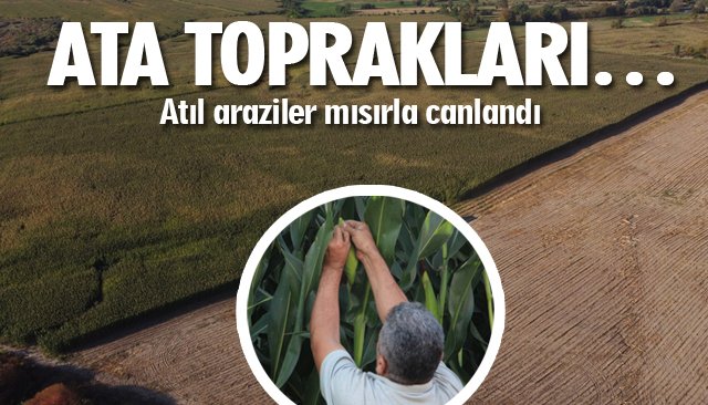 ATIL ARAZİLER MISIRLA CANLANDI 