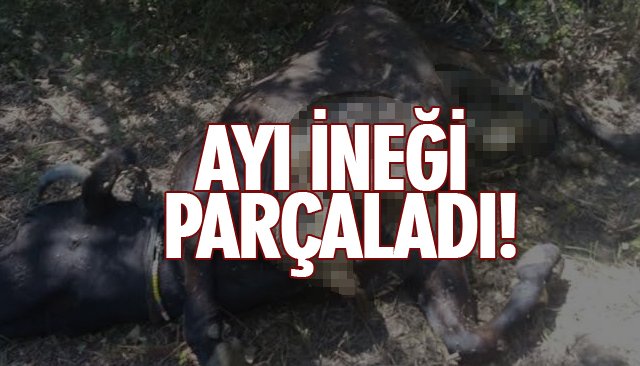 AYI İNEĞİ PARÇALADI!