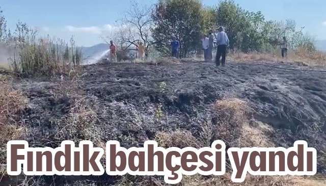 Fındık bahçesi yandı