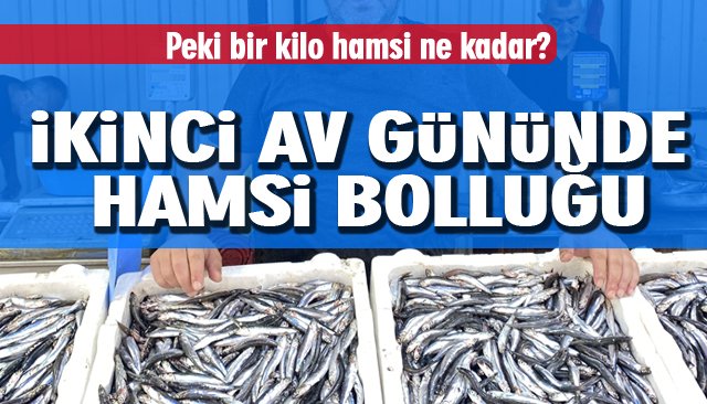 İKİNCİ AV GÜNÜNDE HAMSİ BOLLUĞU 